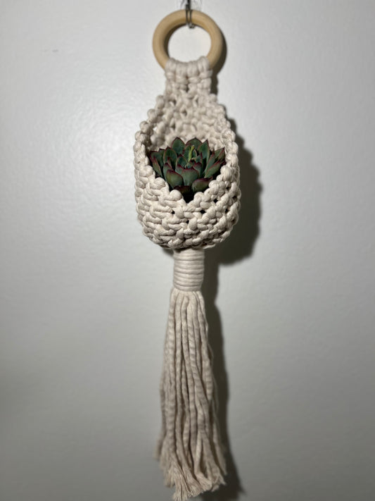 What the Succ?! Let's Knot! - 4/12/2026